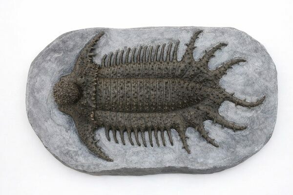 A reconstruction of the giant Lichid trilobite Terataspis.  It's primarily known from fragments.